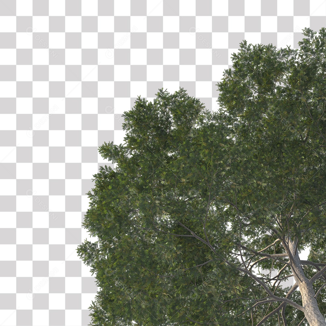 Árvore de Folha Verde Coqueiro Planta PNG Transparente