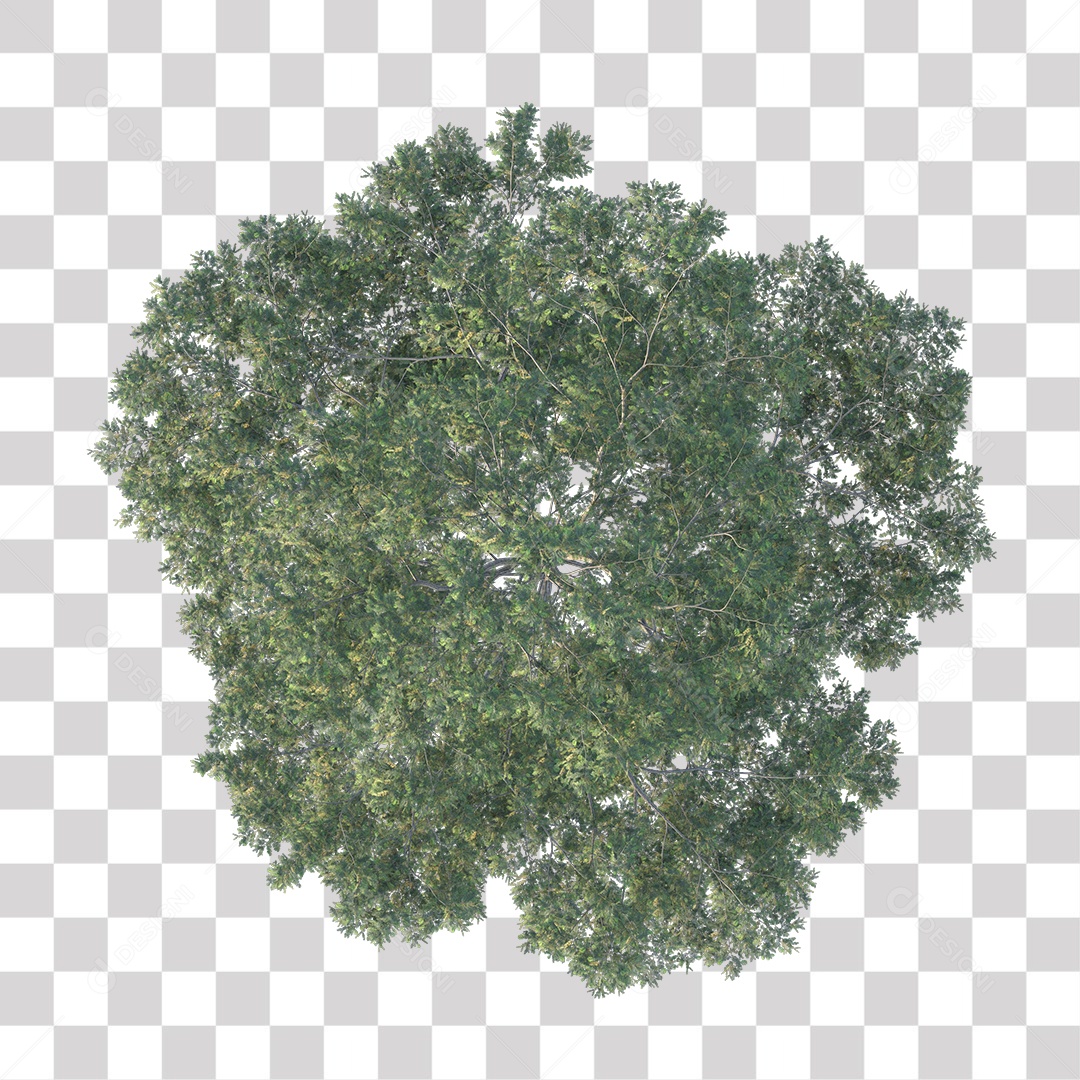 Árvore de Folha Verde Coqueiro Planta PNG Transparente