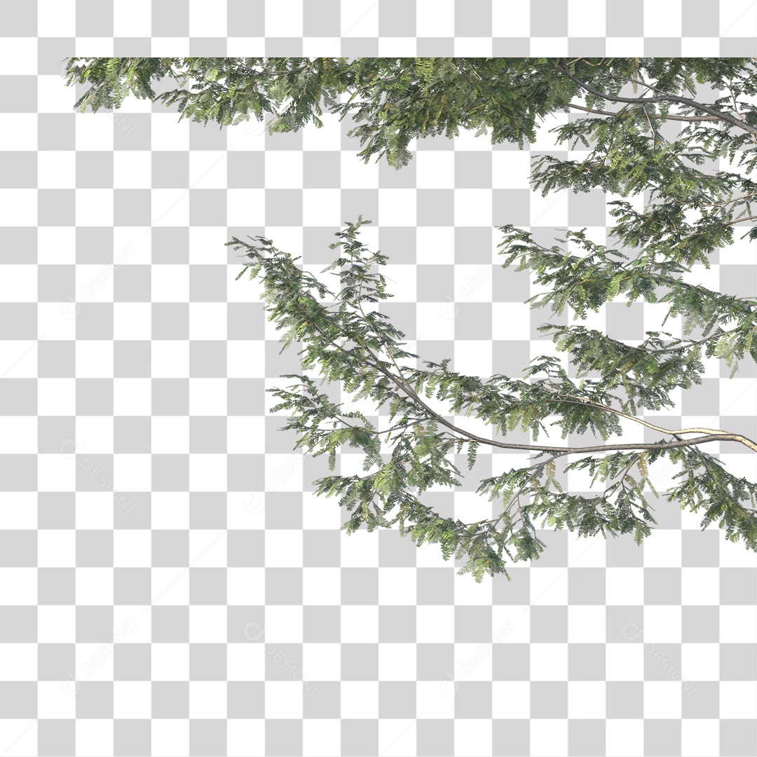 Árvore de Folha Verde Coqueiro Planta PNG Transparente