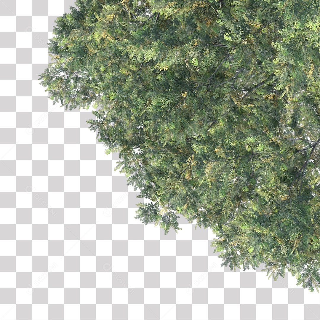 Árvore de Folha Verde Coqueiro Planta PNG Transparente