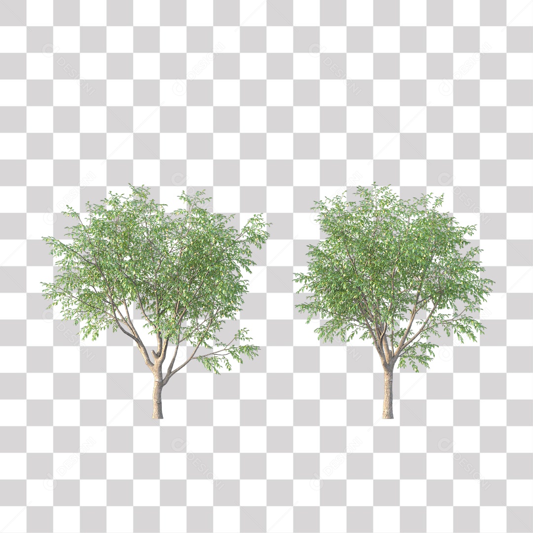 Árvore de Folha Verde Coqueiro Planta PNG Transparente