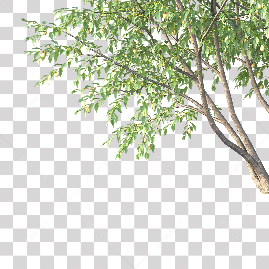 Árvore de Folha Verde Coqueiro Planta PNG Transparente