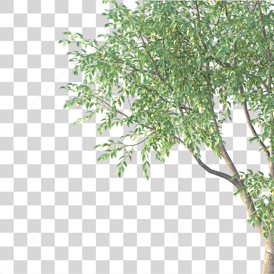 Árvore de Folha Verde Coqueiro Planta PNG Transparente