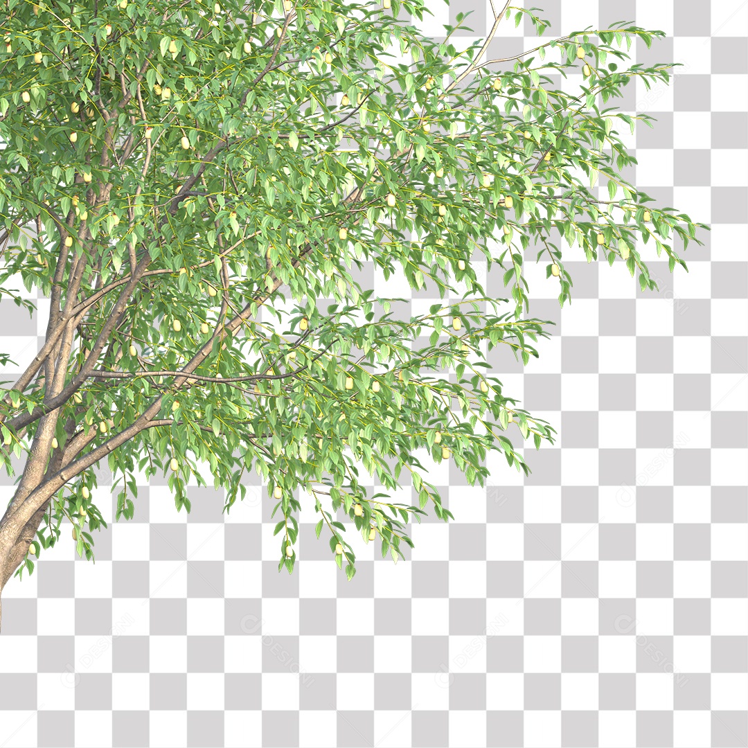 Árvore de Folha Verde Coqueiro Planta PNG Transparente