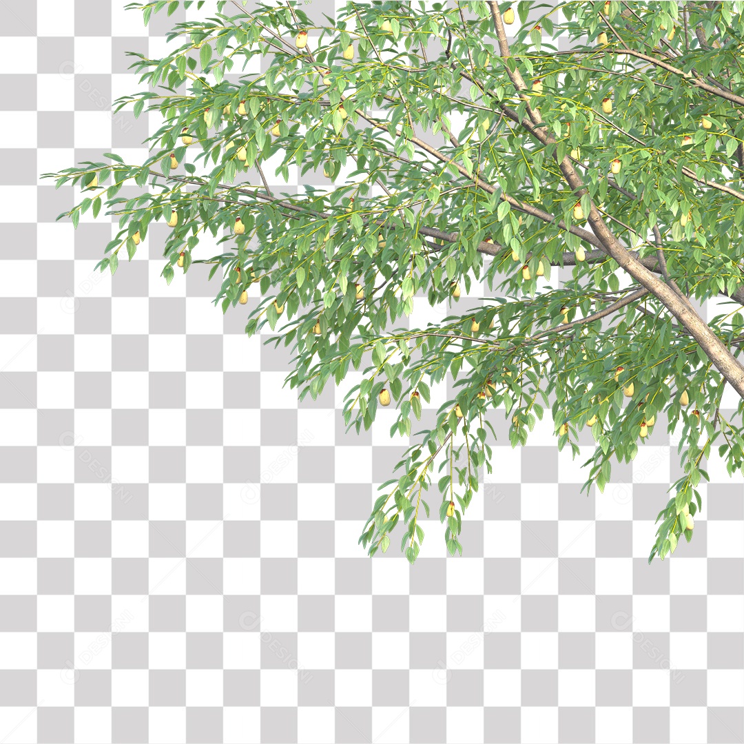 Árvore de Folha Verde Coqueiro Planta PNG Transparente