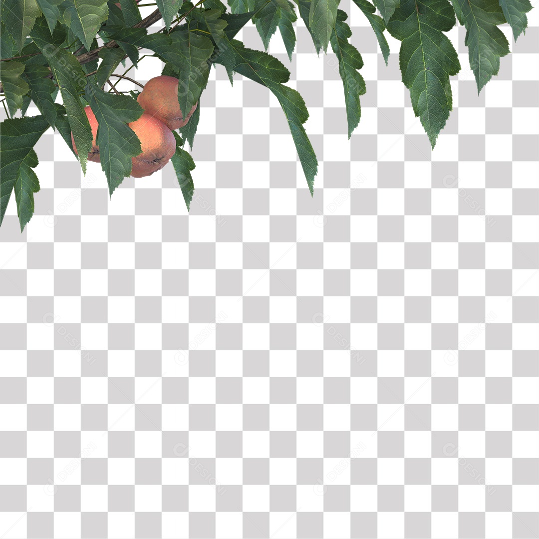 Folhas verdes de árvores com fruto PNG Transparente