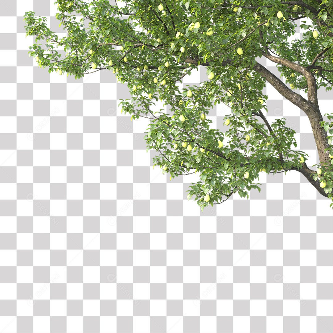 Árvore de Folha Verde Coqueiro Planta PNG Transparente