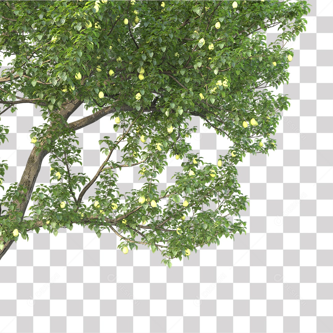 Árvore de Folha Verde Coqueiro Planta PNG Transparente