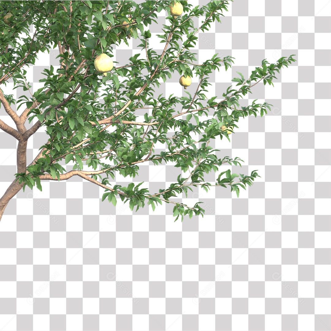 Árvore de Folha Verde Coqueiro Planta PNG Transparente