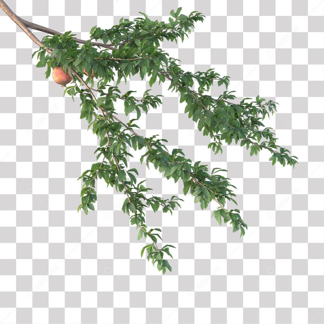 Galhos de folhas verdes PNG Transparente