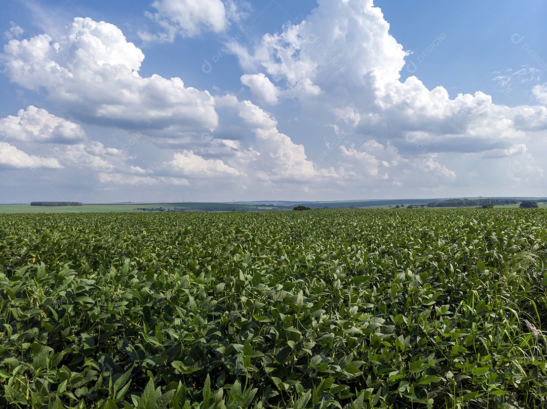 Paisagem plantações plantio agropecuária