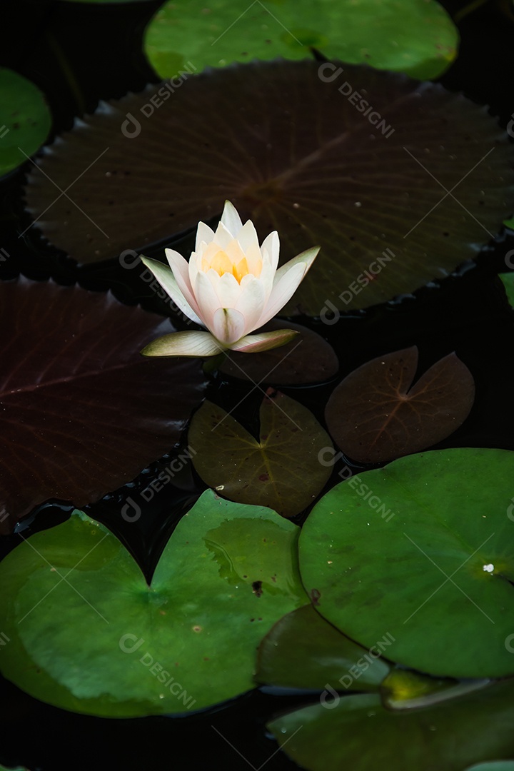 flor de lótus folhas verdes no lago