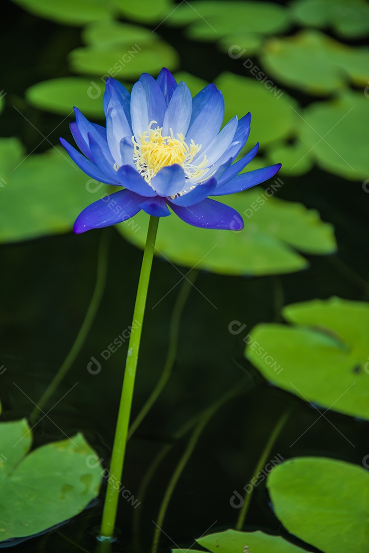 flor de lótus folhas verdes no lago