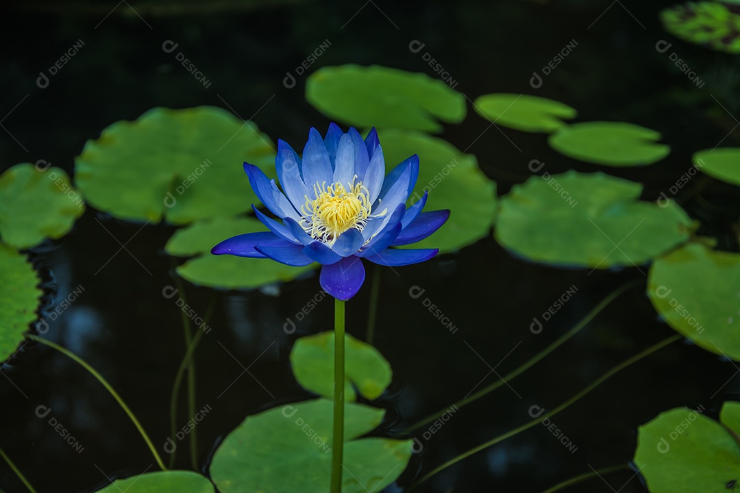 flor de lótus folhas verdes no lago