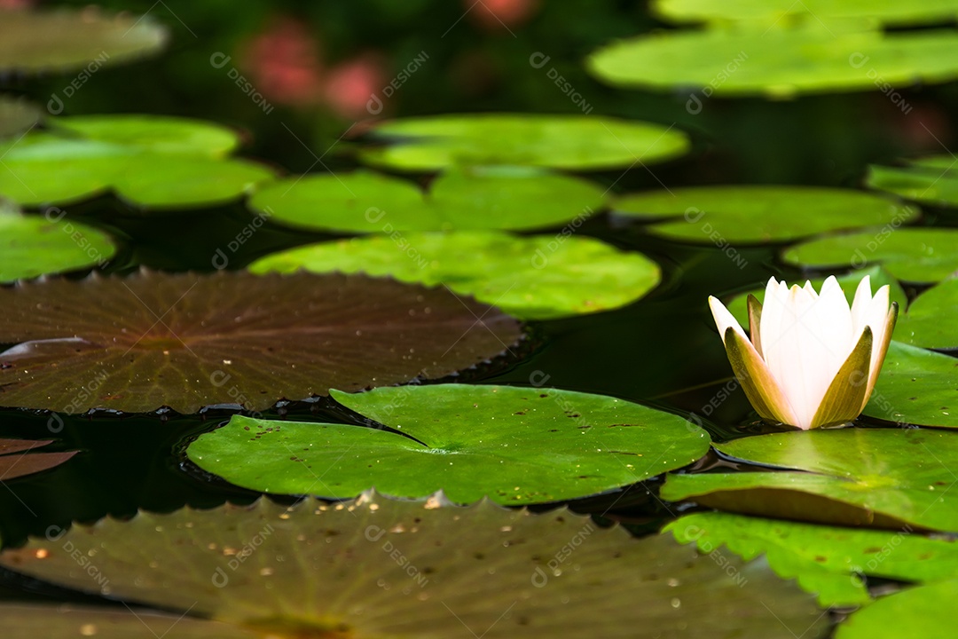 flor de lótus folhas verdes no lago