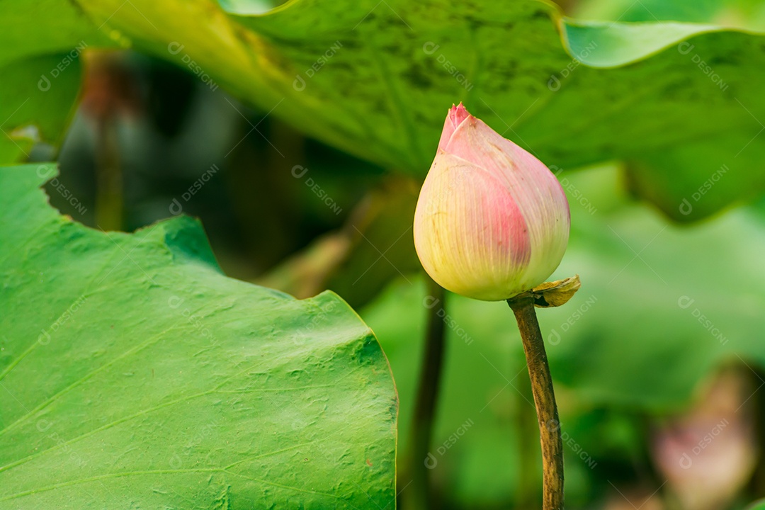 flor de lótus folhas verdes no lago
