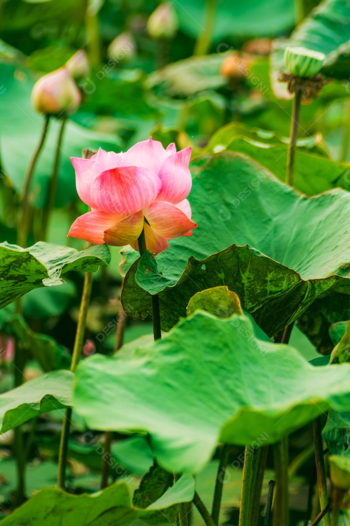 flor de lótus folhas verdes no lago