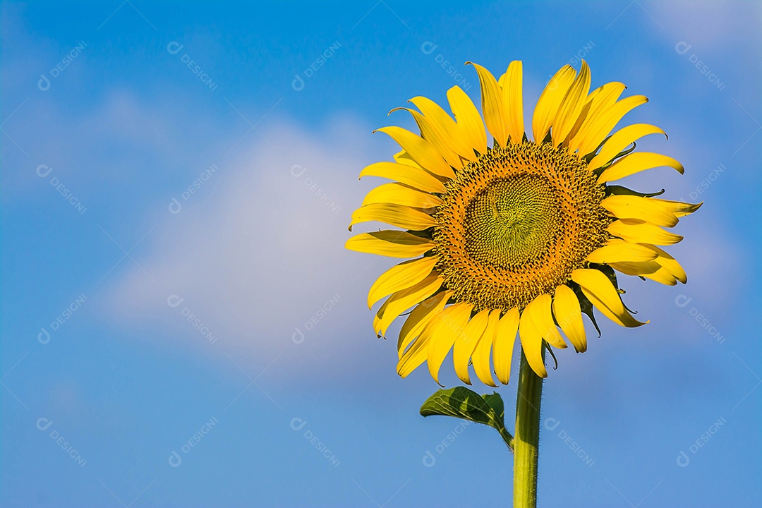campo de florescimento, paisagem da Fazenda Girassol