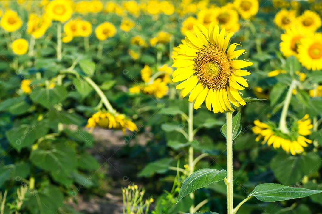 campo de florescimento, paisagem da Fazenda Girassol