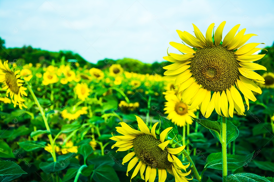 campo de florescimento, paisagem da Fazenda Girassol