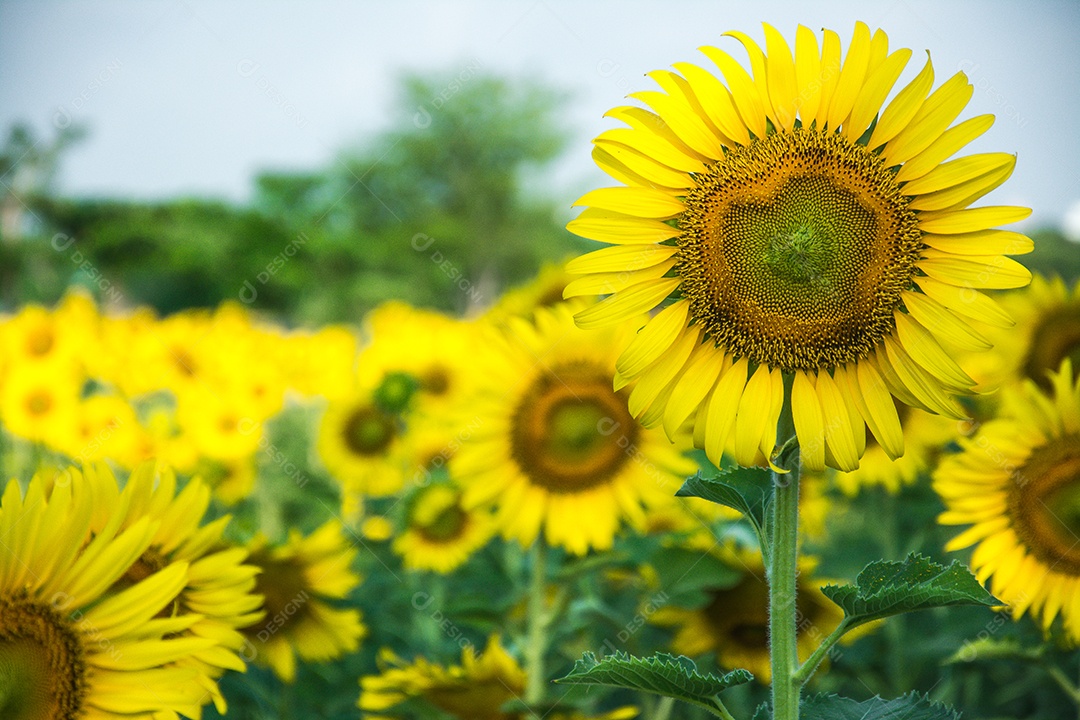 flowering field, landscape of Fazenda Girassol