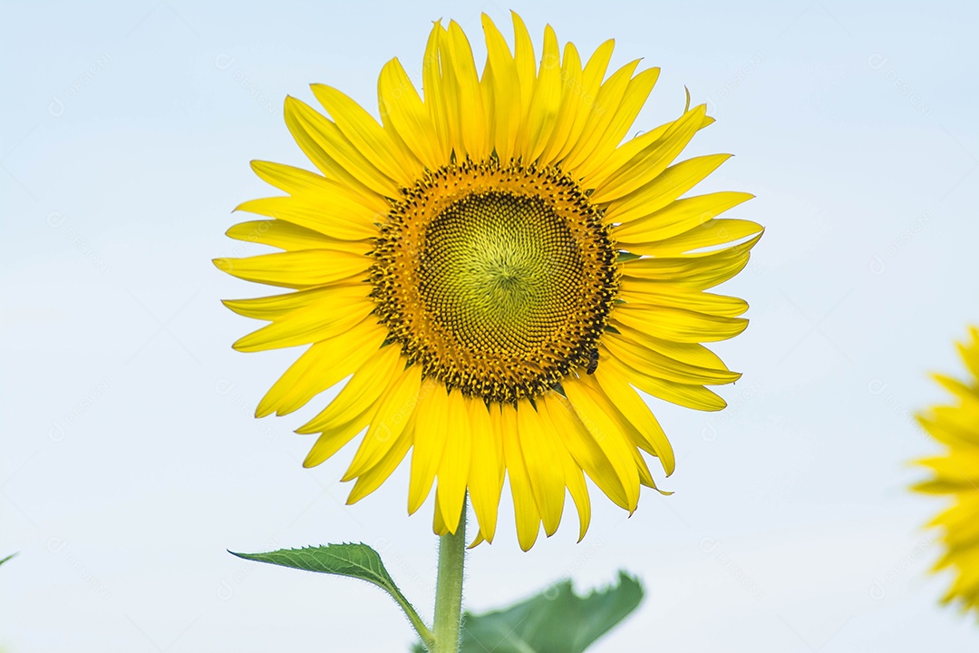 campo de florescimento, paisagem da Fazenda Girassol