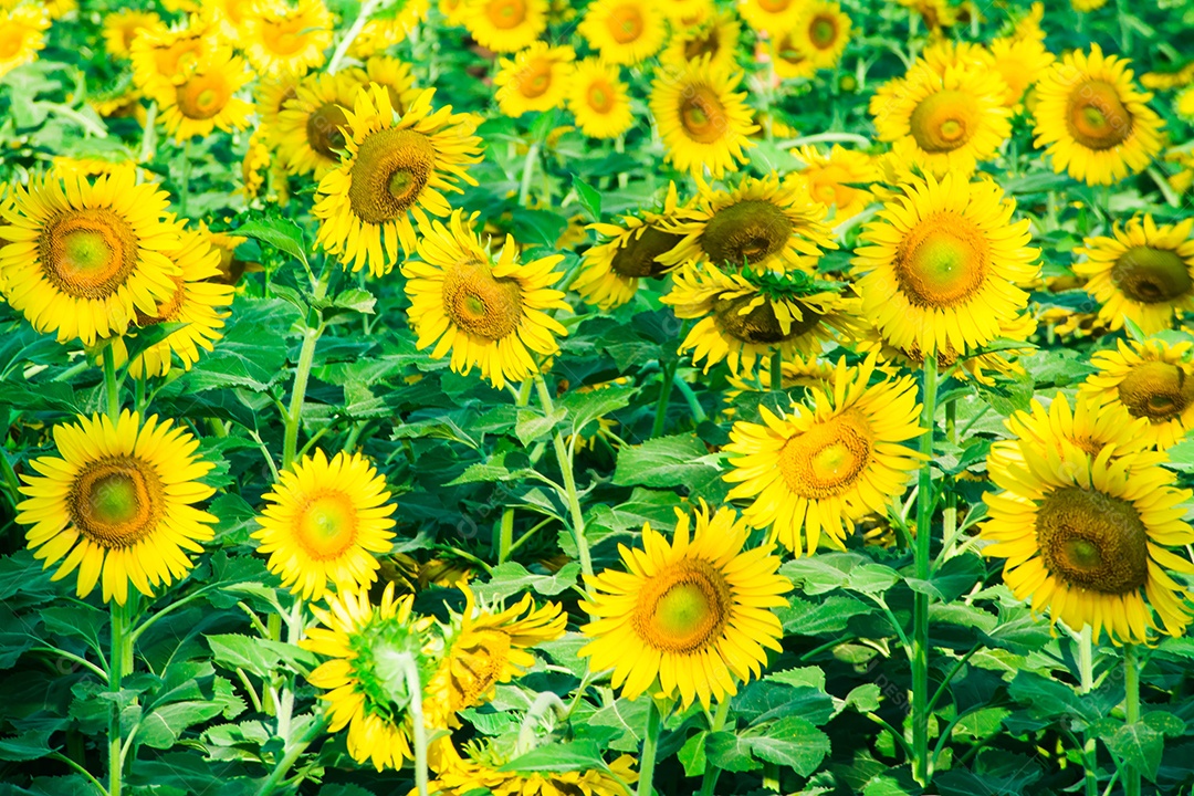 campo de florescimento, paisagem da Fazenda Girassol