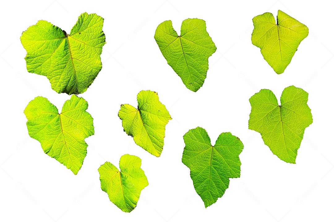 folhas no fundo isolado da vista superior