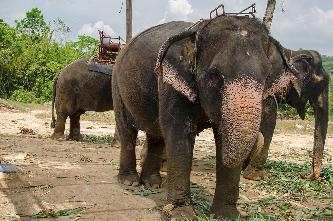 Elefante jovem na Tailândia.