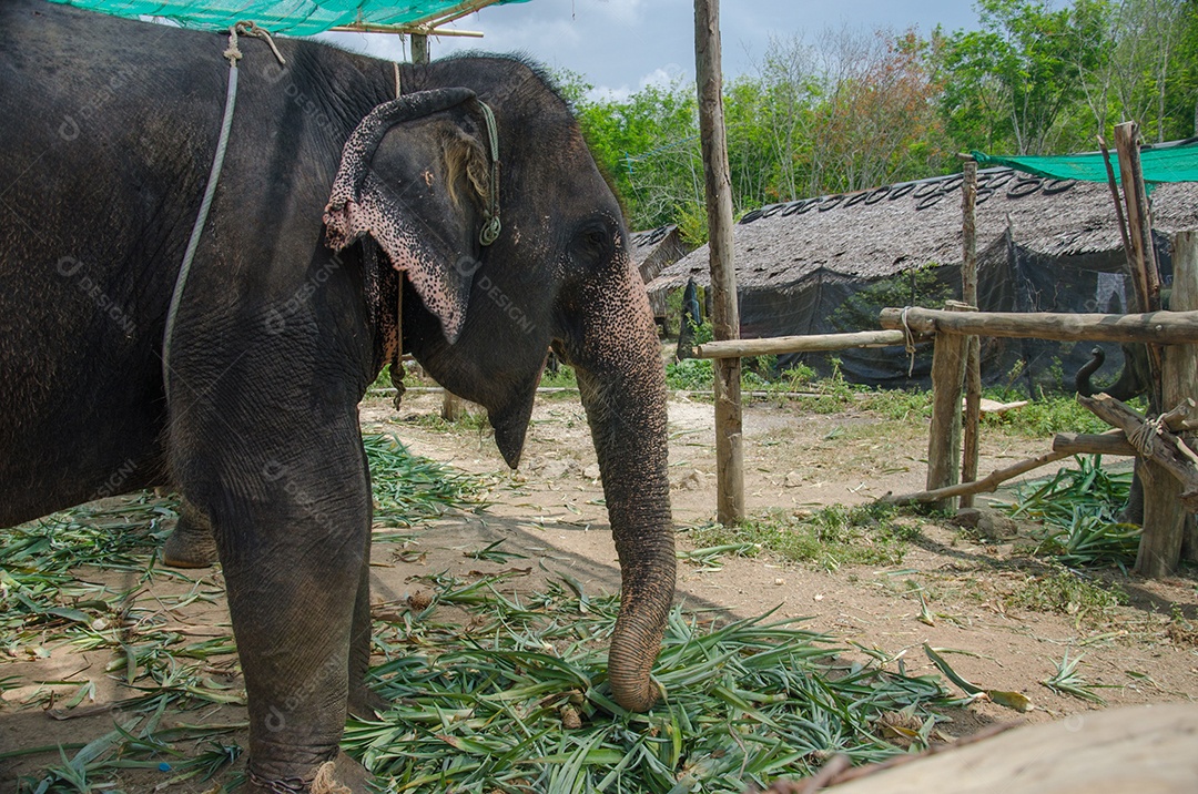 Elefante jovem na Tailândia.