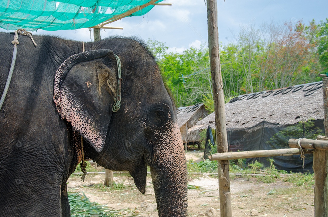 Elefante jovem na Tailândia.