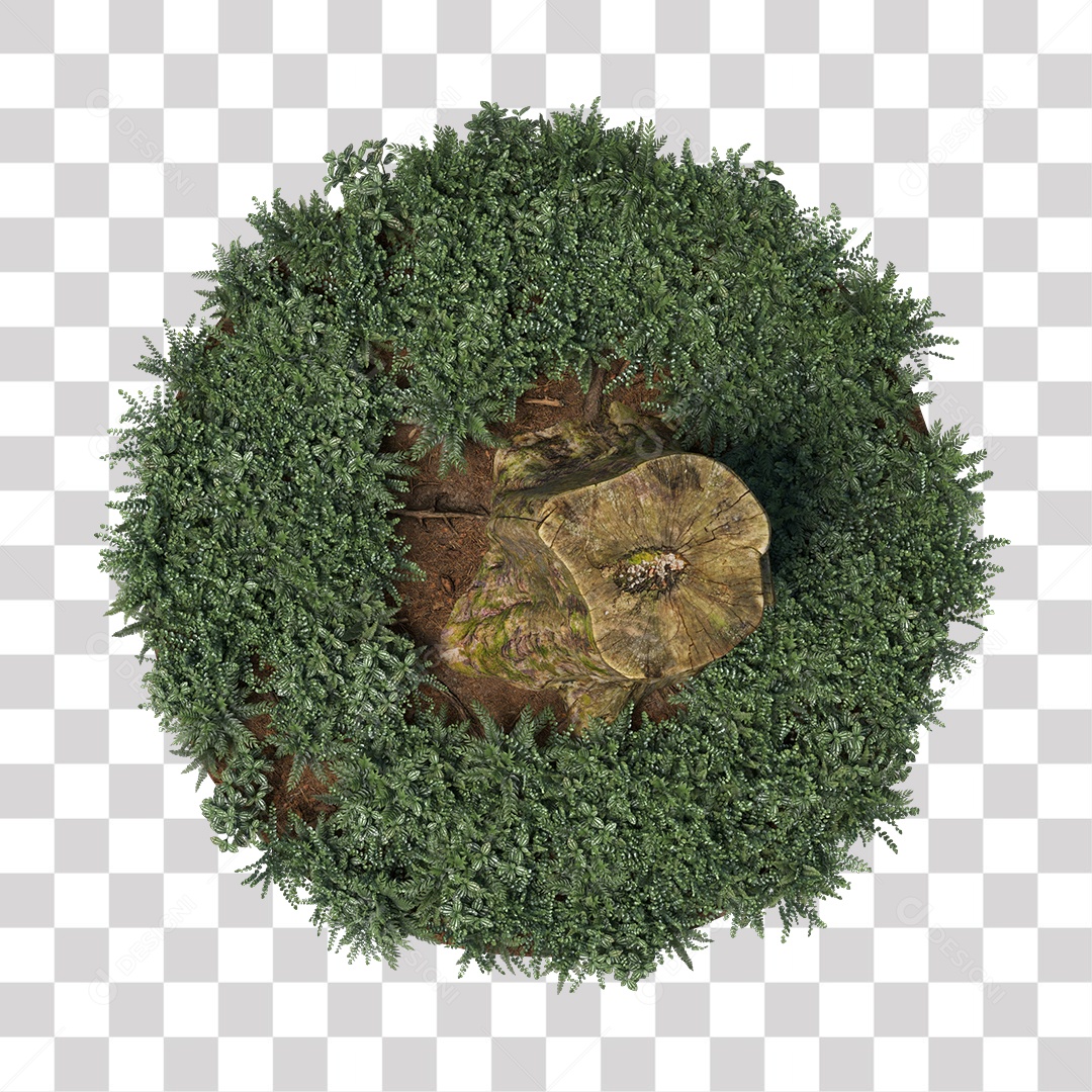 Tronco de árvore Planta PNG Transparente