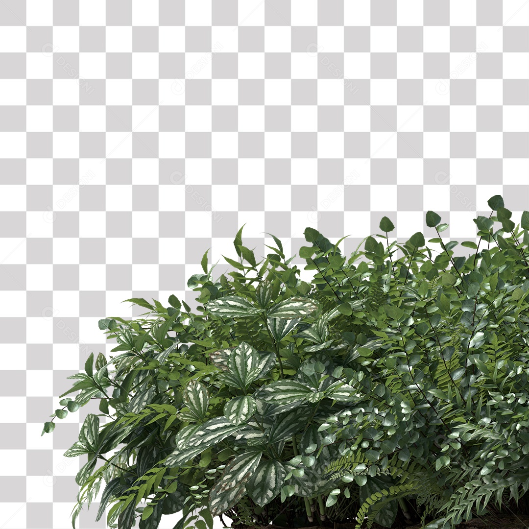 Planta Arbusto PNG Transparente