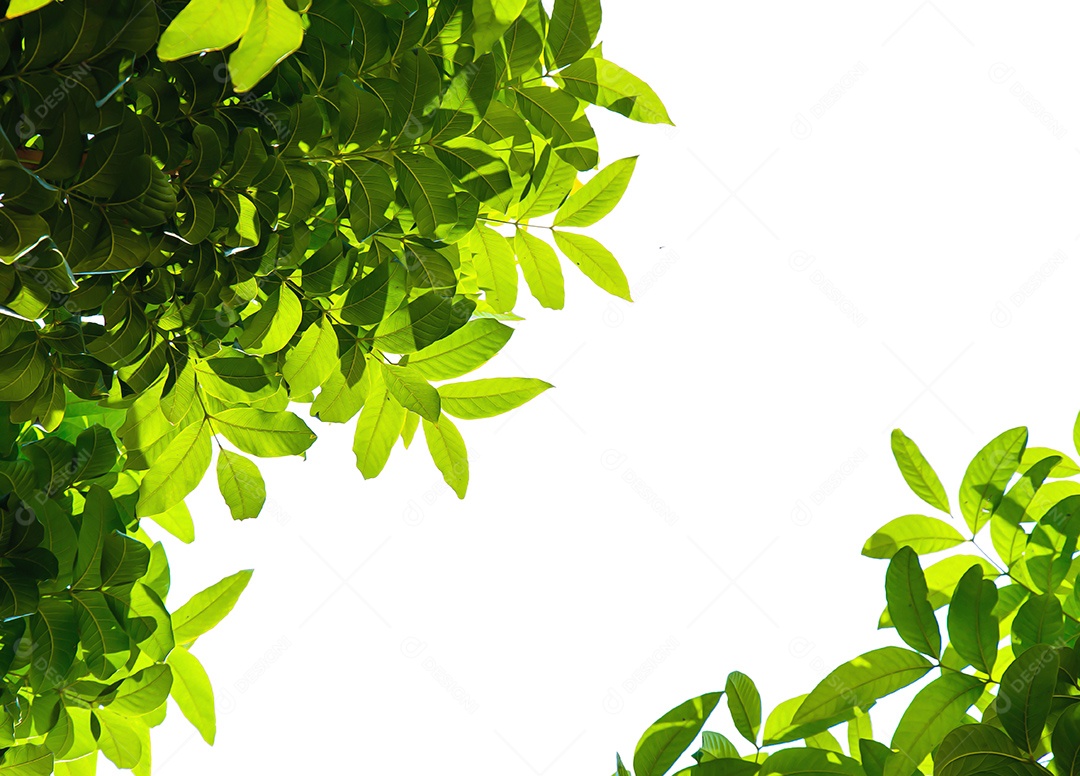 As folhas verdes isoladas no fundo branco.