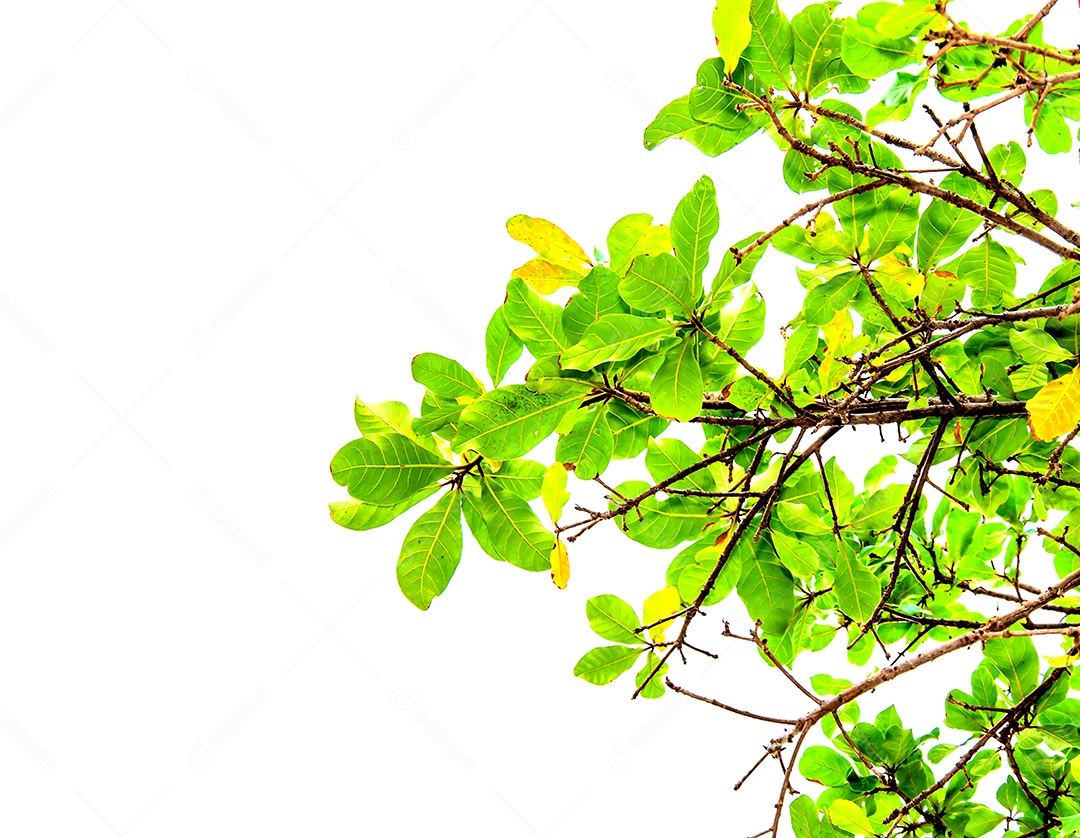 As folhas verdes isoladas no fundo branco.