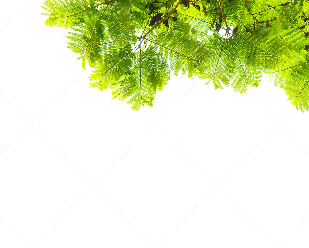 As folhas verdes isoladas no fundo branco.