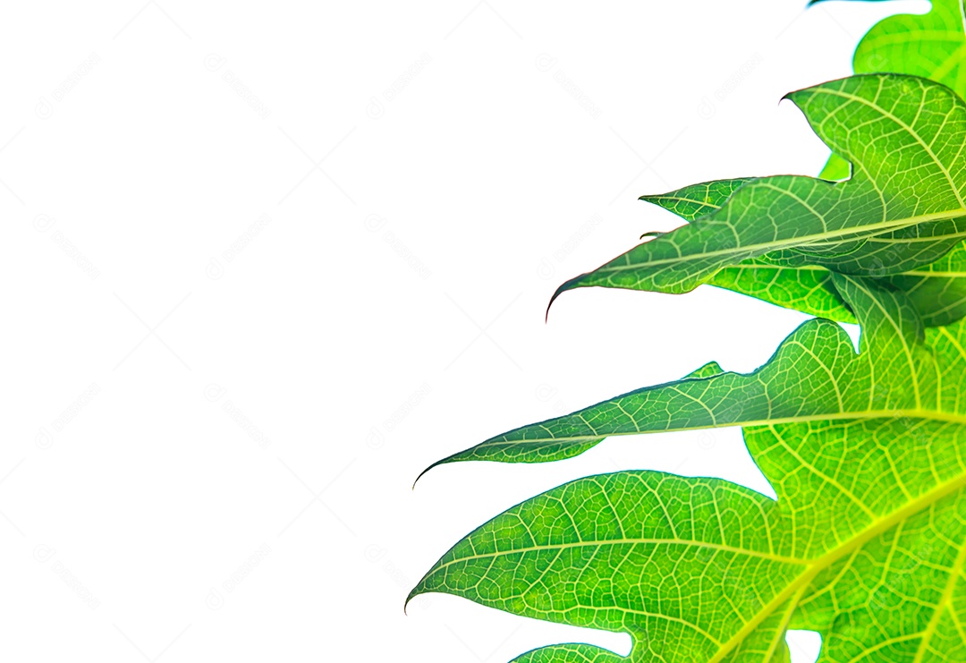 As folhas verdes isoladas no fundo branco.