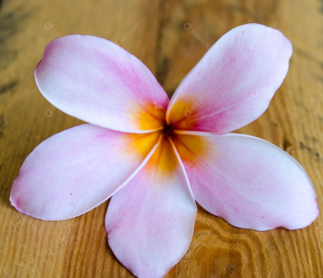 Flor rosa Plumeria colocada nas evacuações.