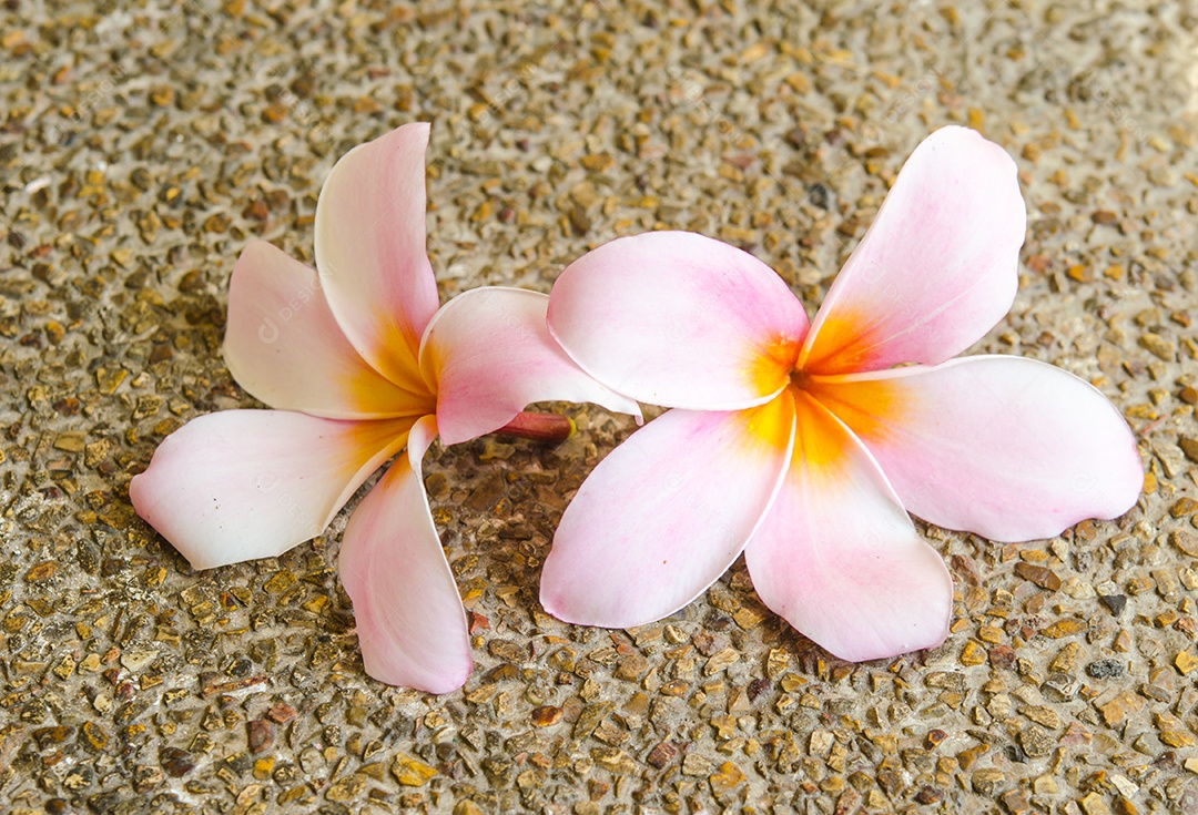 Flor rosa Plumeria colocada nas evacuações.