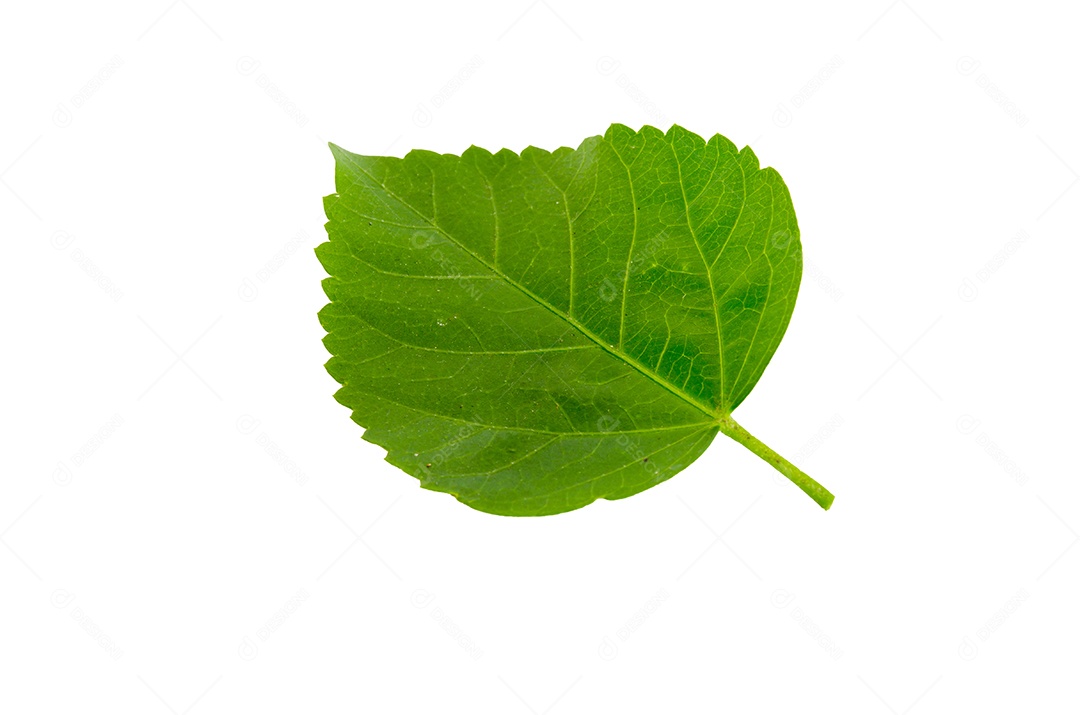 As folhas verdes isoladas no fundo branco.