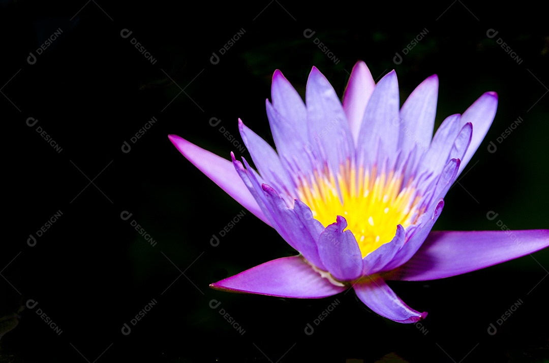 Flor de Lótus Roxo