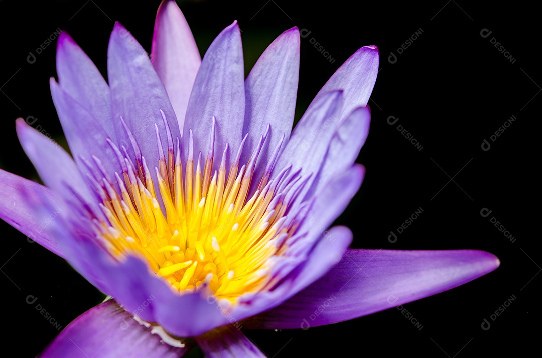 Flor de Lótus Roxo