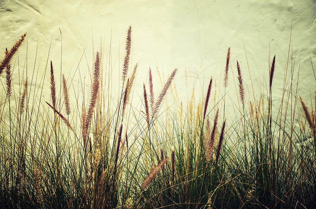 a grama é uma foto vintage. Com fundo branco