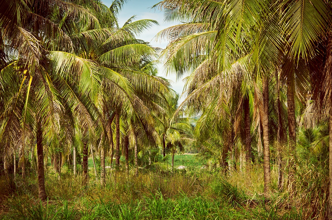 fundo de palmeira vintage