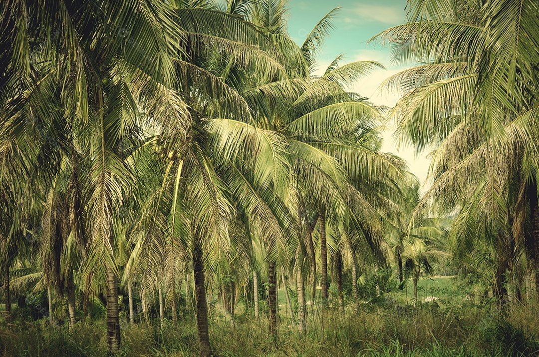 fundo de palmeira vintage