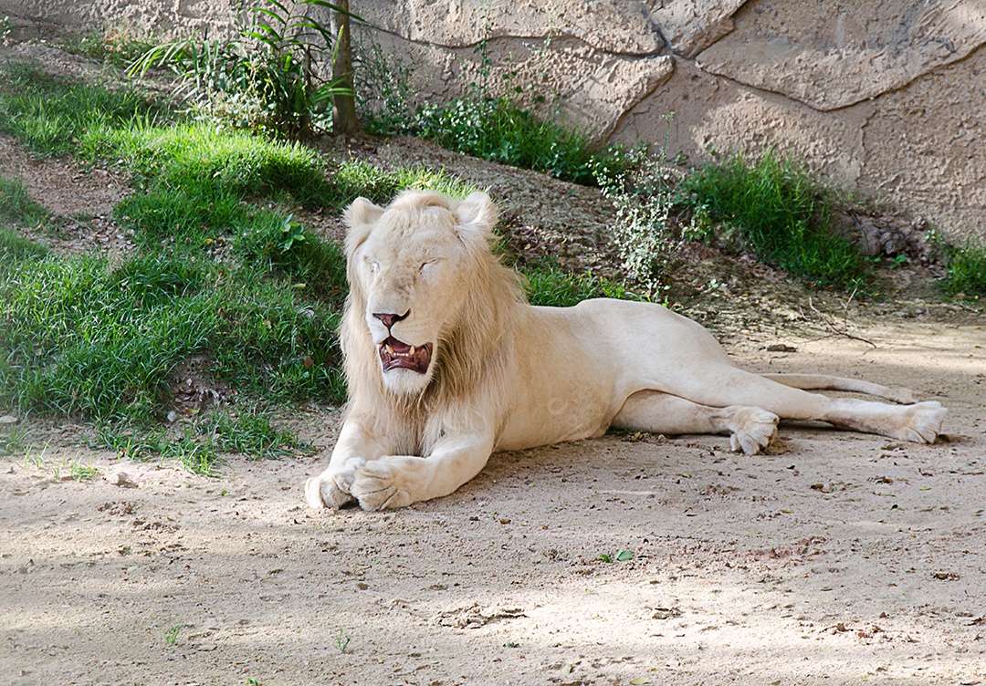 Leão branco