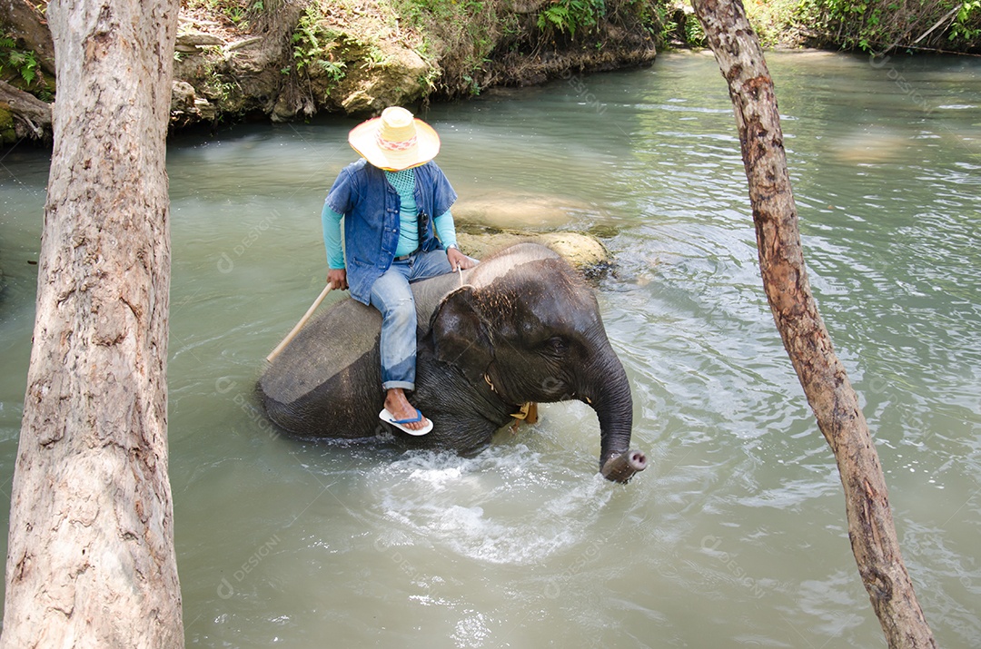 Elefante bebê gosta de jogar água nos córregos dos rios