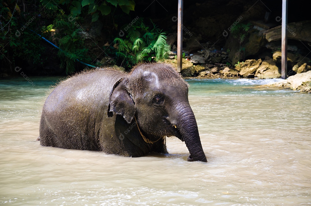 Elefante bebê gosta de jogar água nos córregos dos rios