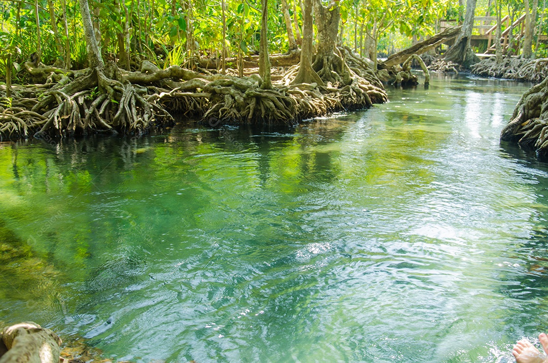 Floresta do pântano com raiz e fluxo de água em Tailândia. Floresta de mangue
