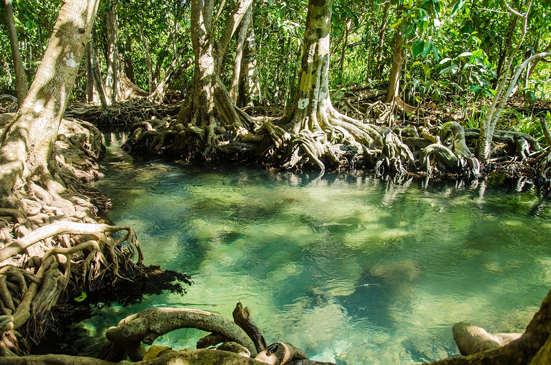 Floresta do pântano com raiz e fluxo de água em Tailândia. Floresta de mangue